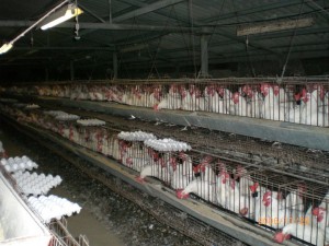 Poultry-farm.jpg