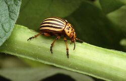 Colorado potato beetle.jpg