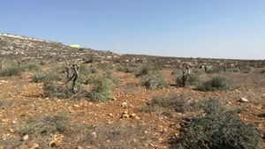 Palestinian olive trees.jpg