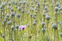 Opium poppies.jpg