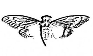 Cicada 3301 logo.jpg