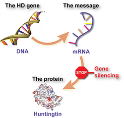 Gene silencing.png