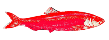 Red herring.webp