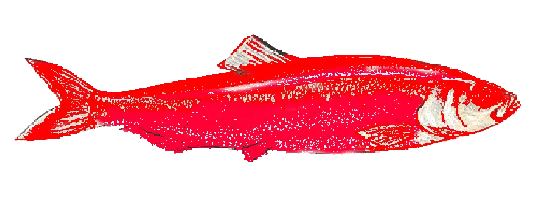 File:Red herring.webp